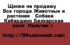 Щенки на продажу - Все города Животные и растения » Собаки   . Кабардино-Балкарская респ.,Нальчик г.